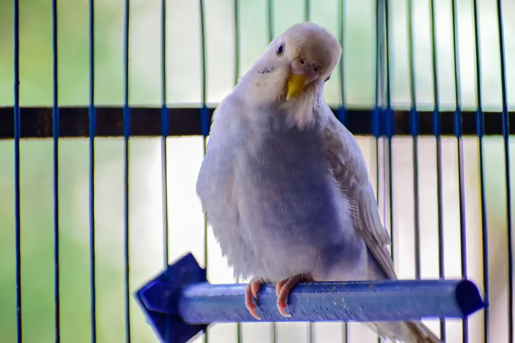 Bird In Cage