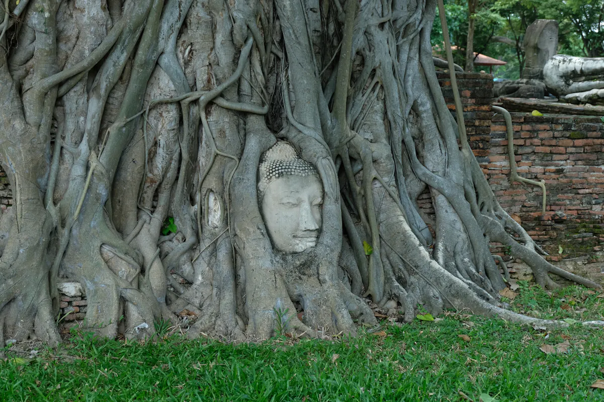 Serene Buddha head entwined in tree roots at Wat Mahathat, Ayutthaya, Thailand, embodying historical and spiritual significance.